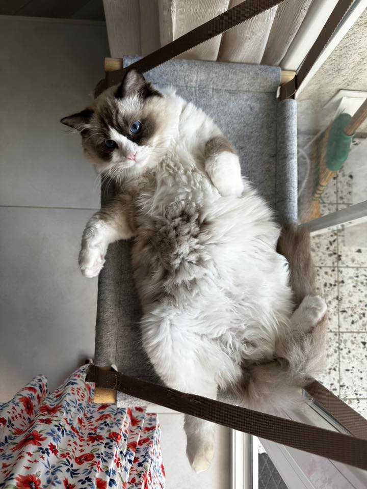 /images/Galeria/Ragdoll Rajongók Rezidenciája/48 Tamási-Dombai Rita.jpg